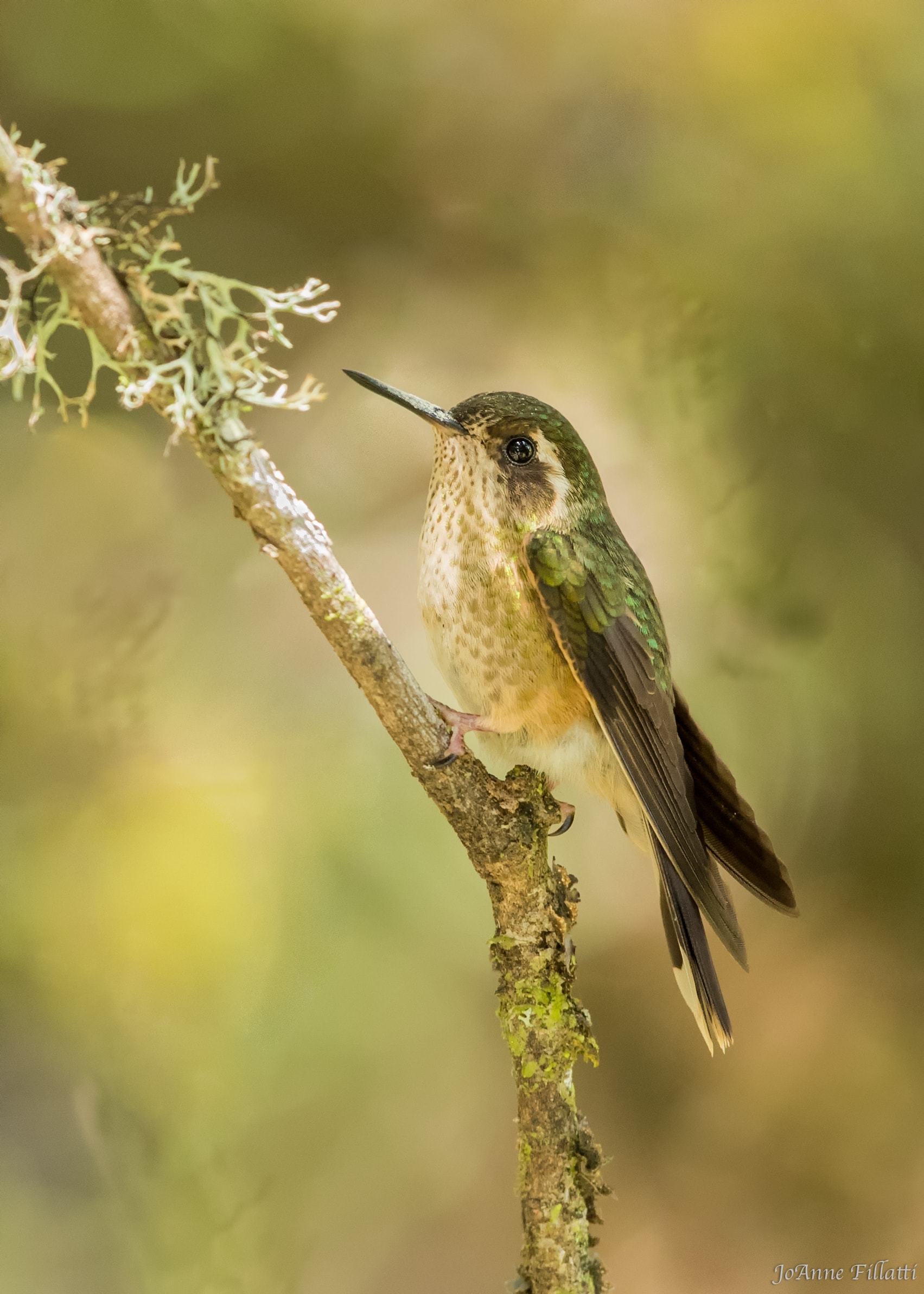 bird of ecuador image 24